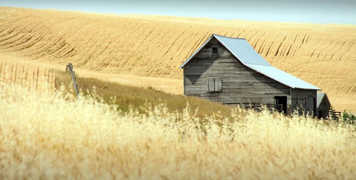 An image of an old barn in a field of wheat.